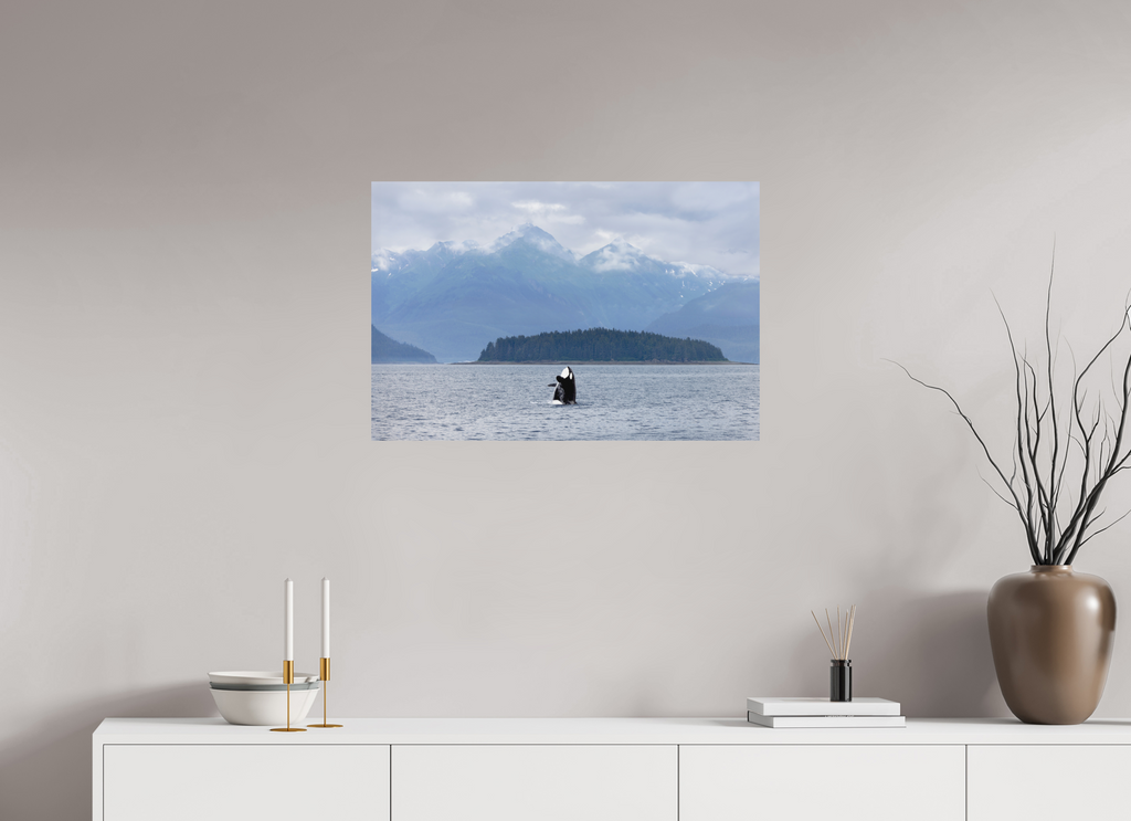 Breach fine art print of an orca breaching in Juneau, Alaska, 30 x 20 in, unframed
