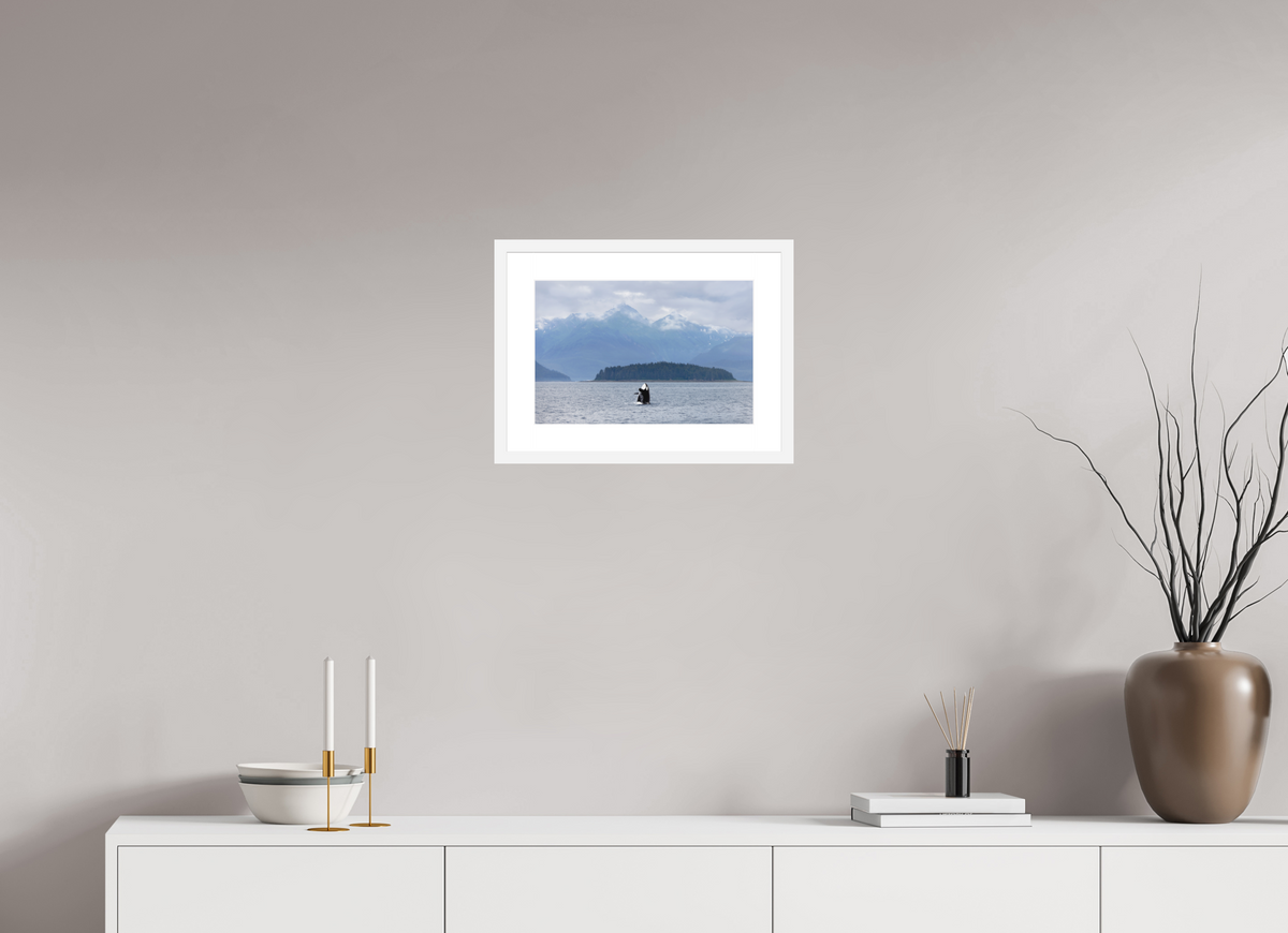 Breach fine art print of an orca breaching in Juneau, Alaska, 15 x 10 in, white wood frame with white mat