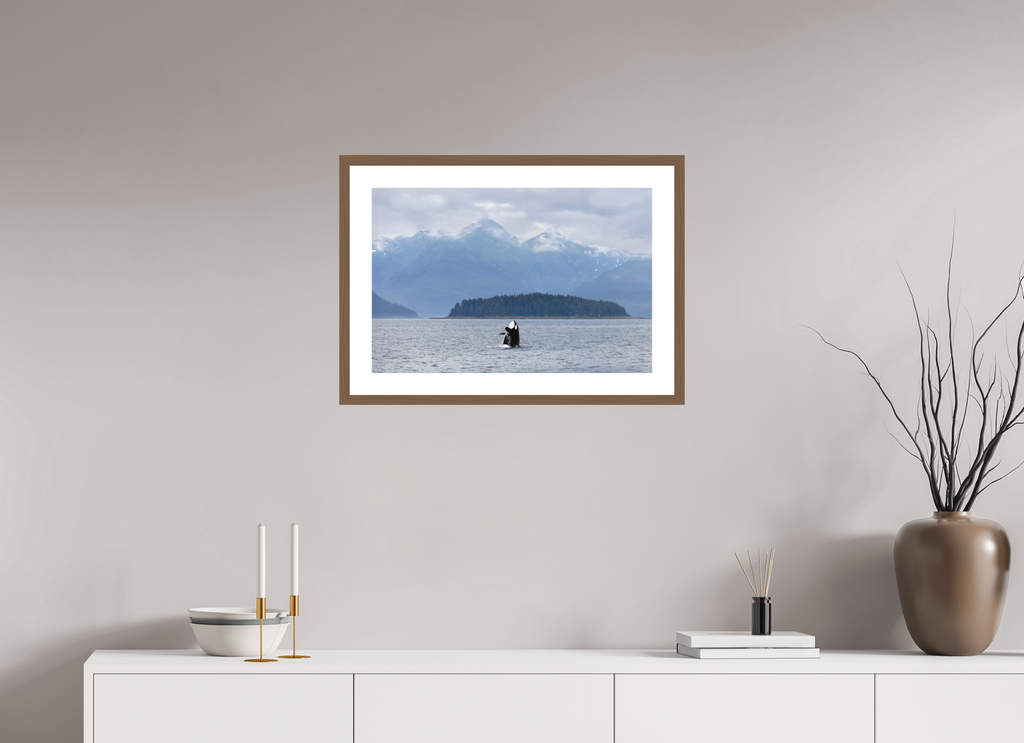 Breach fine art print of an orca breaching in Juneau, Alaska, 24 x 16 in, walnut wood frame with white mat