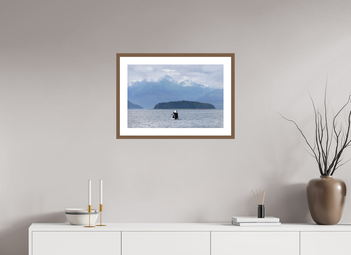 Breach fine art print of an orca breaching in Juneau, Alaska, 24 x 16 in, walnut wood frame with white mat