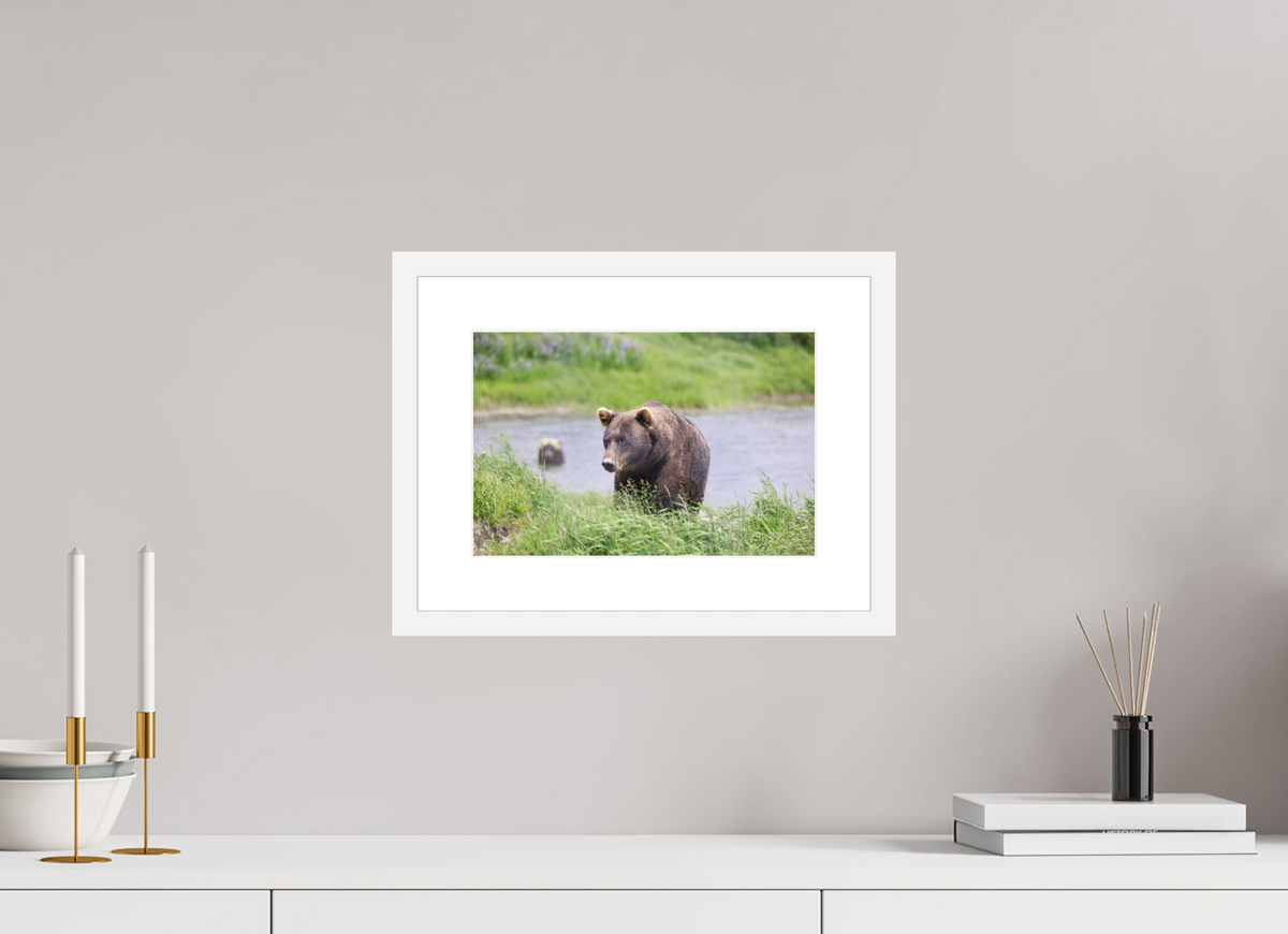 12 x 8″, White Wood Frame Grizzly Shore I