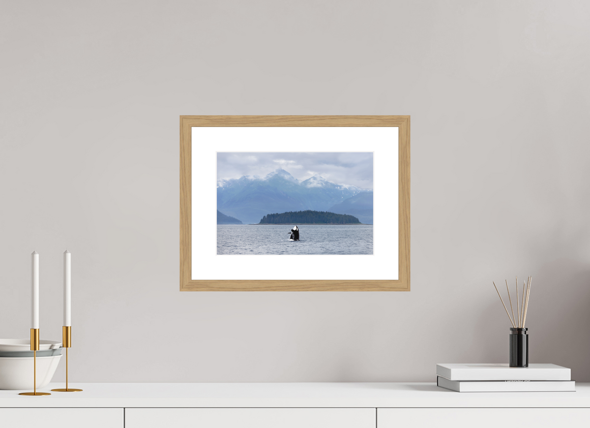 Breach fine art print of an orca breaching in Juneau, Alaska, 12 x 8 in, natural oak wood frame with white mat