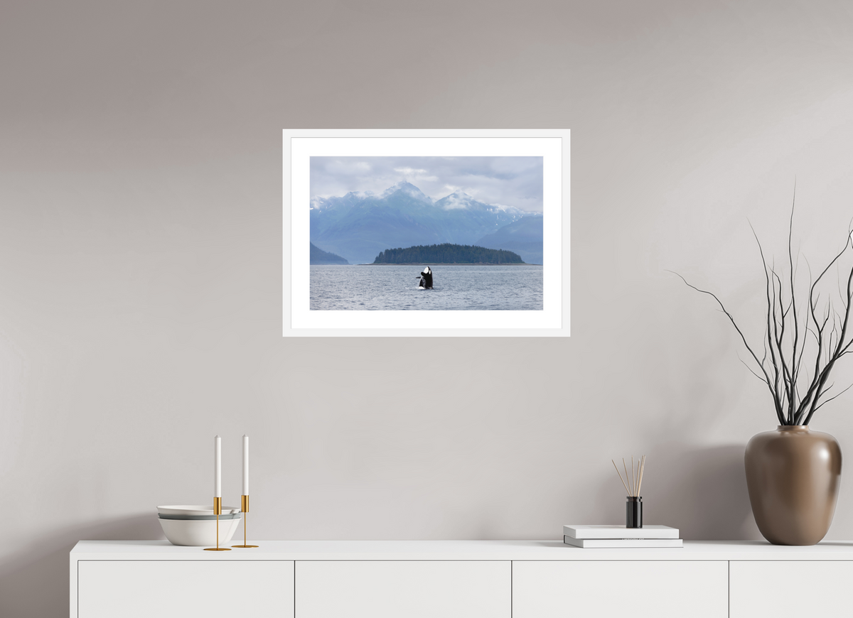 Breach fine art print of an orca breaching in Juneau, Alaska, 24 x 16 in, white wood frame with white mat