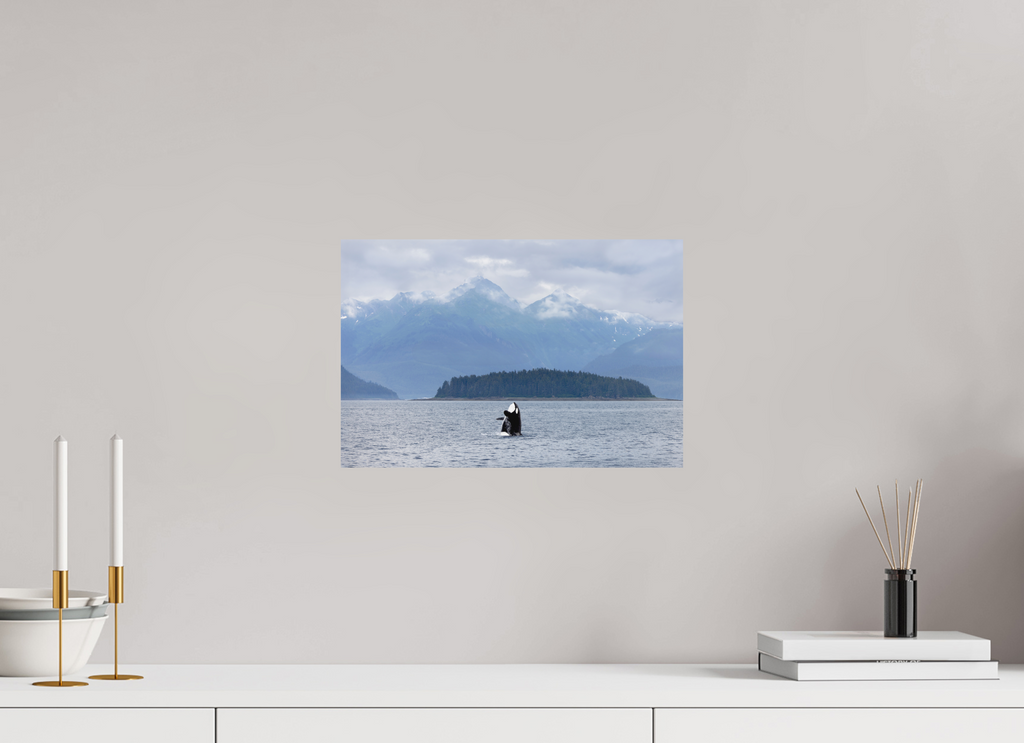 Breach fine art print of an orca breaching in Juneau, Alaska, 15 x 10 in, unframed
