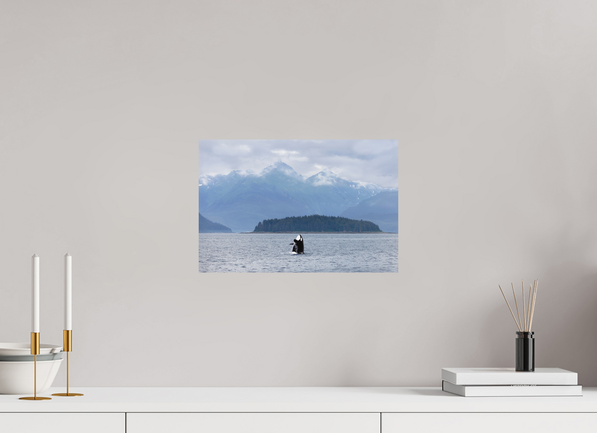 Breach fine art print of an orca breaching in Juneau, Alaska, 15 x 10 in, unframed