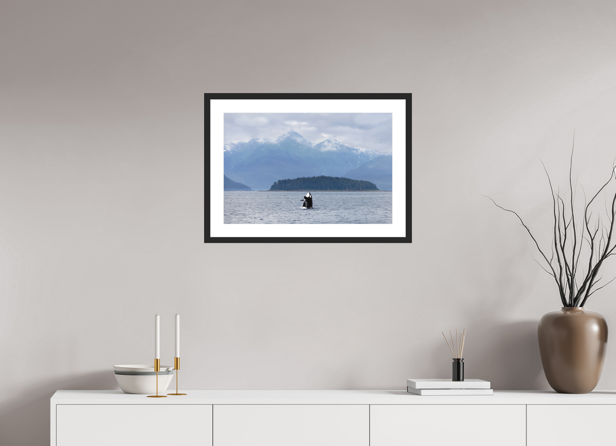 Breach fine art print of an orca breaching in Juneau, Alaska, 24 x 16 in, black wood frame with white mat