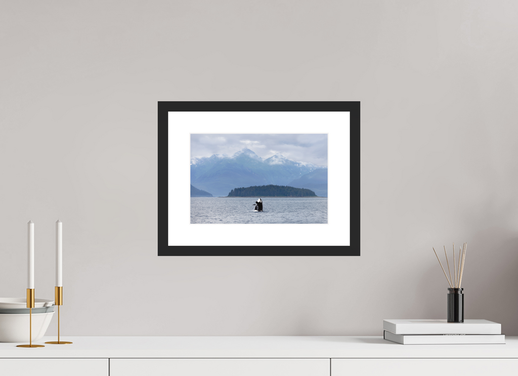 Breach fine art print of an orca breaching in Juneau, Alaska, 12 x 8 in, black wood frame with white mat