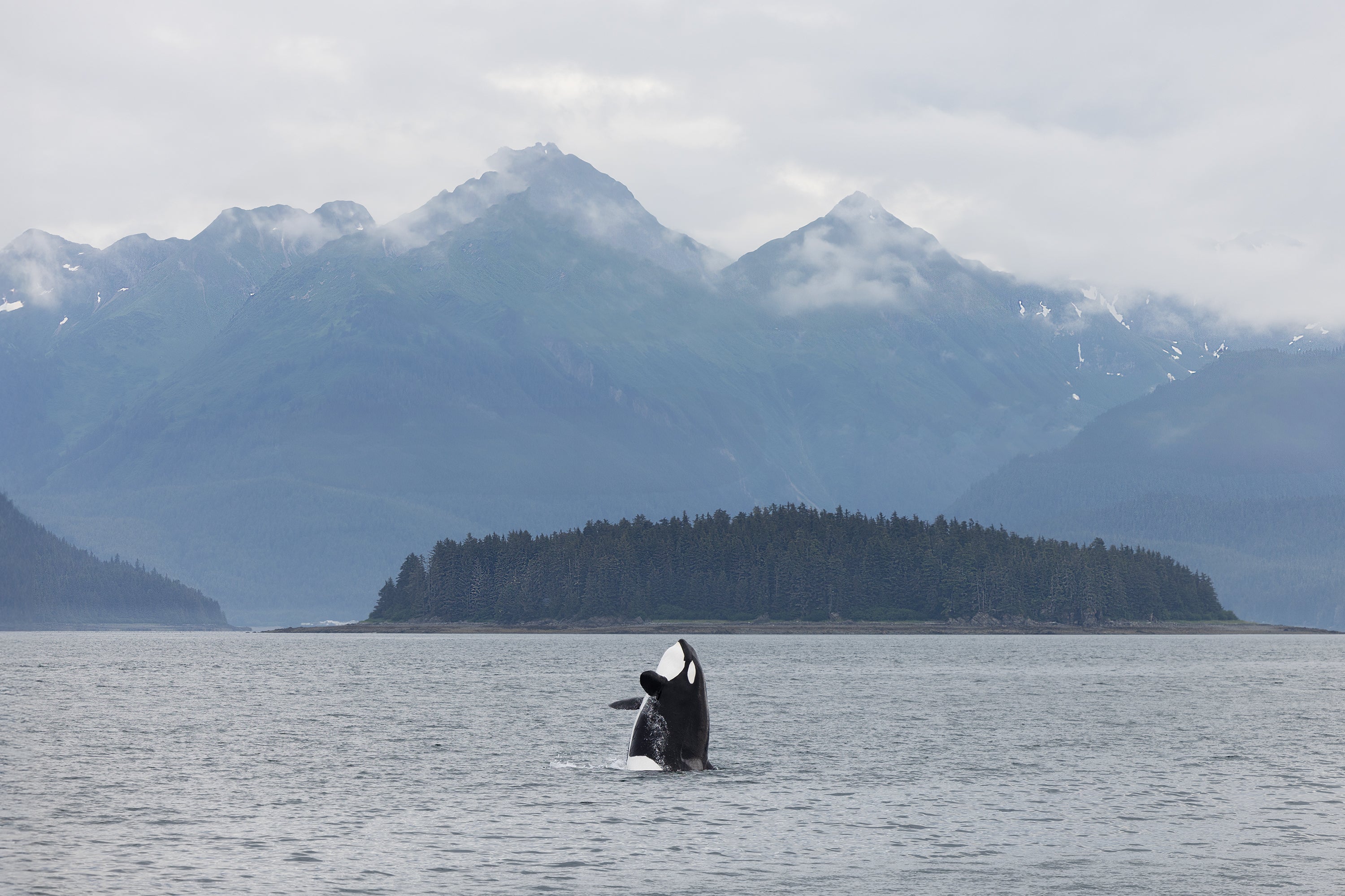 Orca Breach, Alaska I