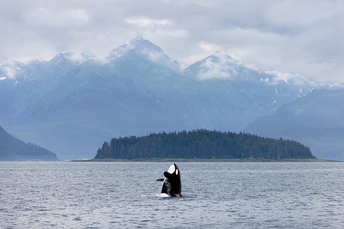 Orca breaching from calm water with mist-covered mountains on the horizon in Juneau, Alaska