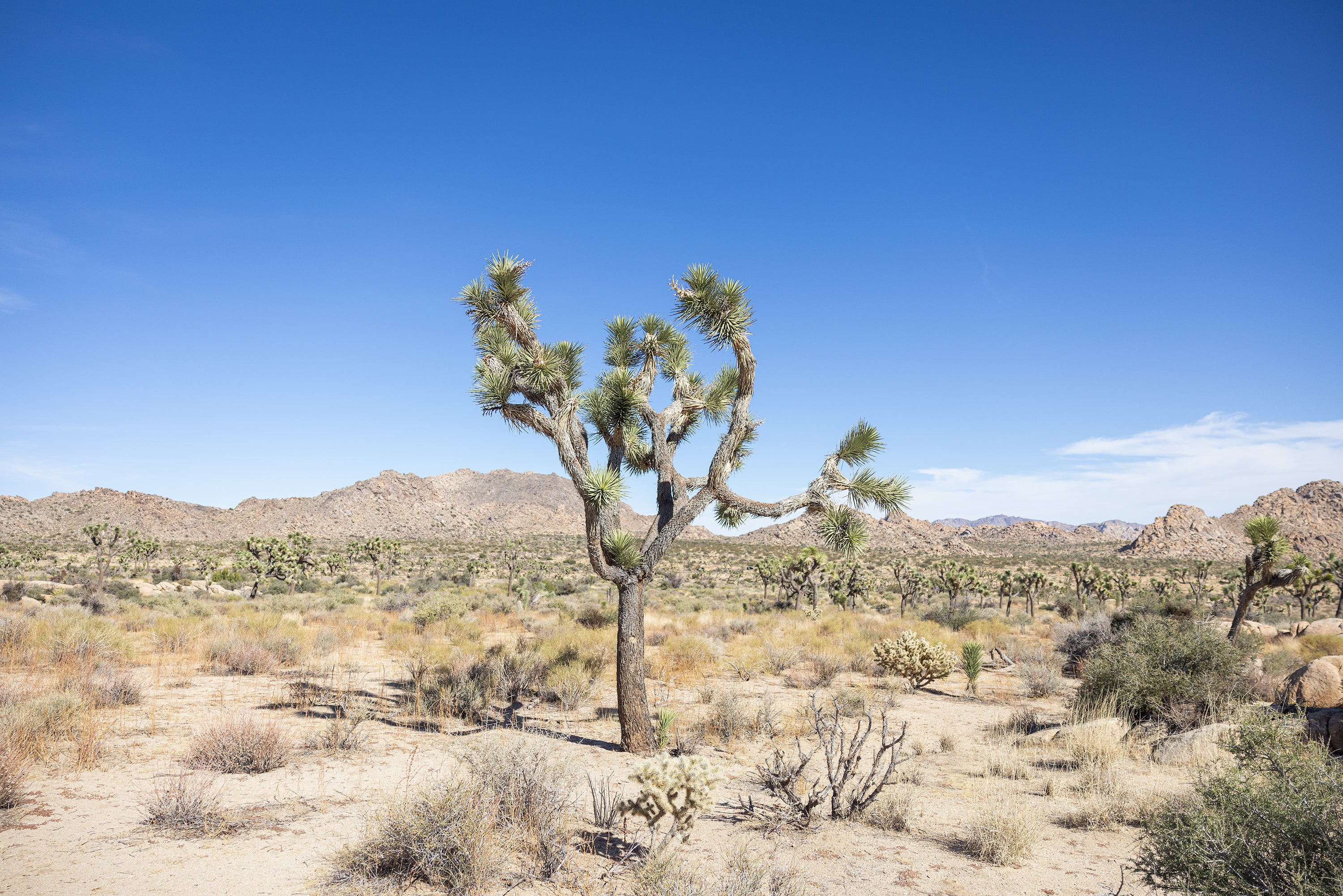 Desert landscape with Joshua trees under a clear blue sky