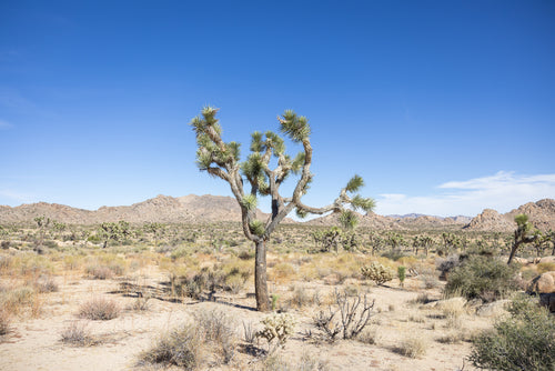 Desert landscape with Joshua trees under a clear blue sky