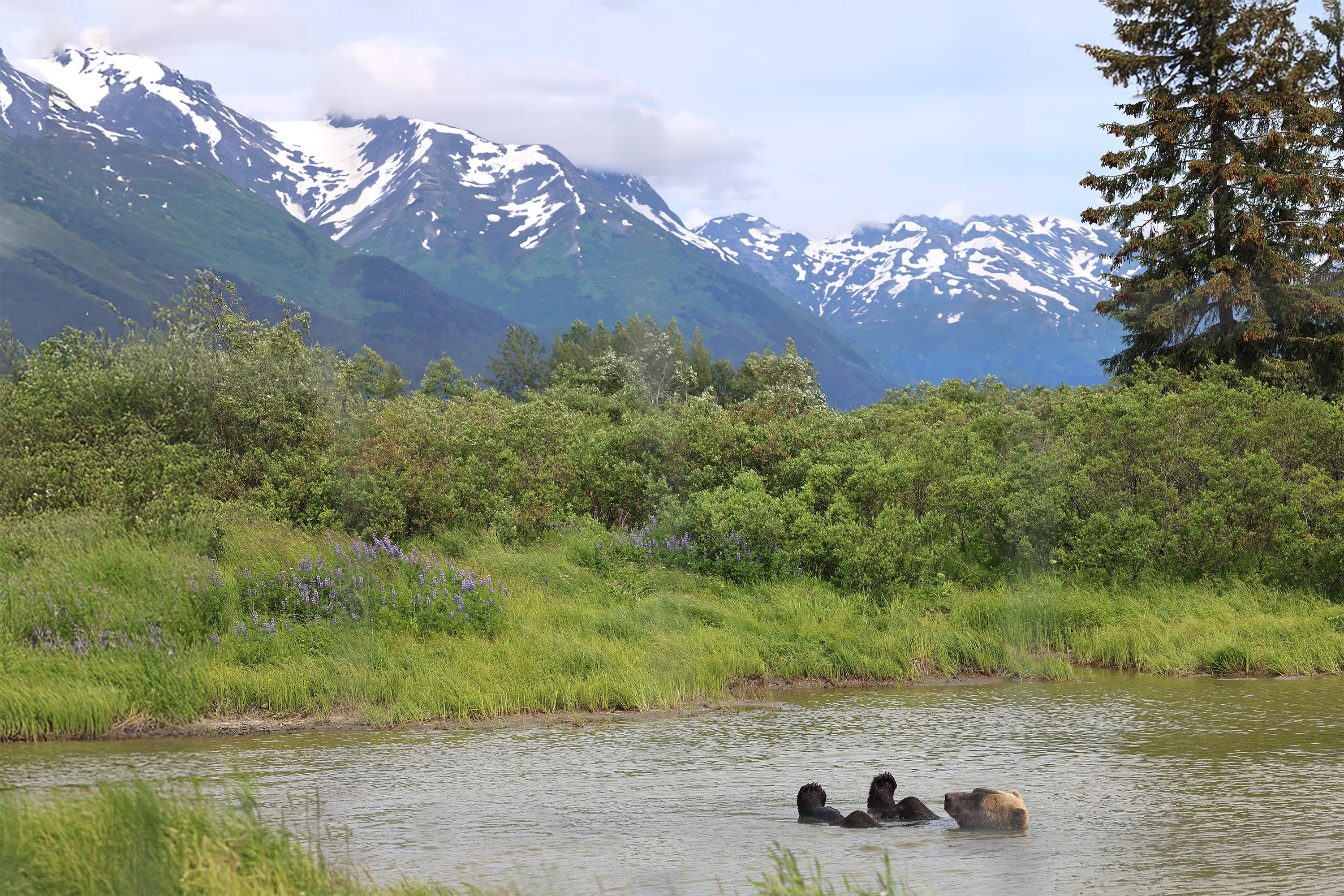 Grizzly Shore II