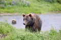 Grizzly Shore I