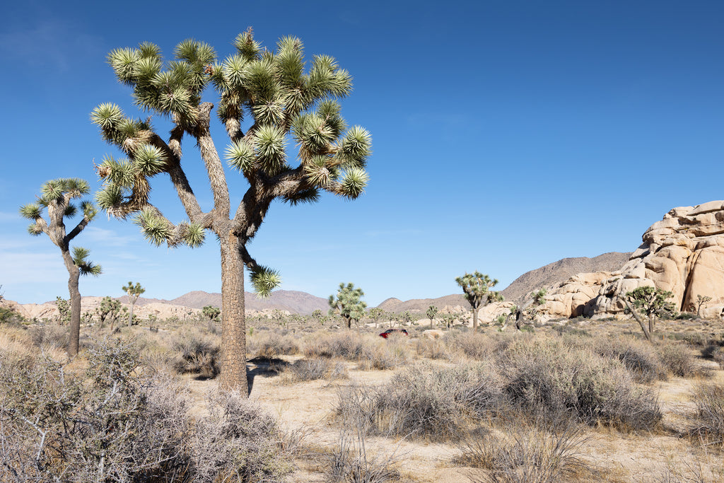 Joshua Tree II