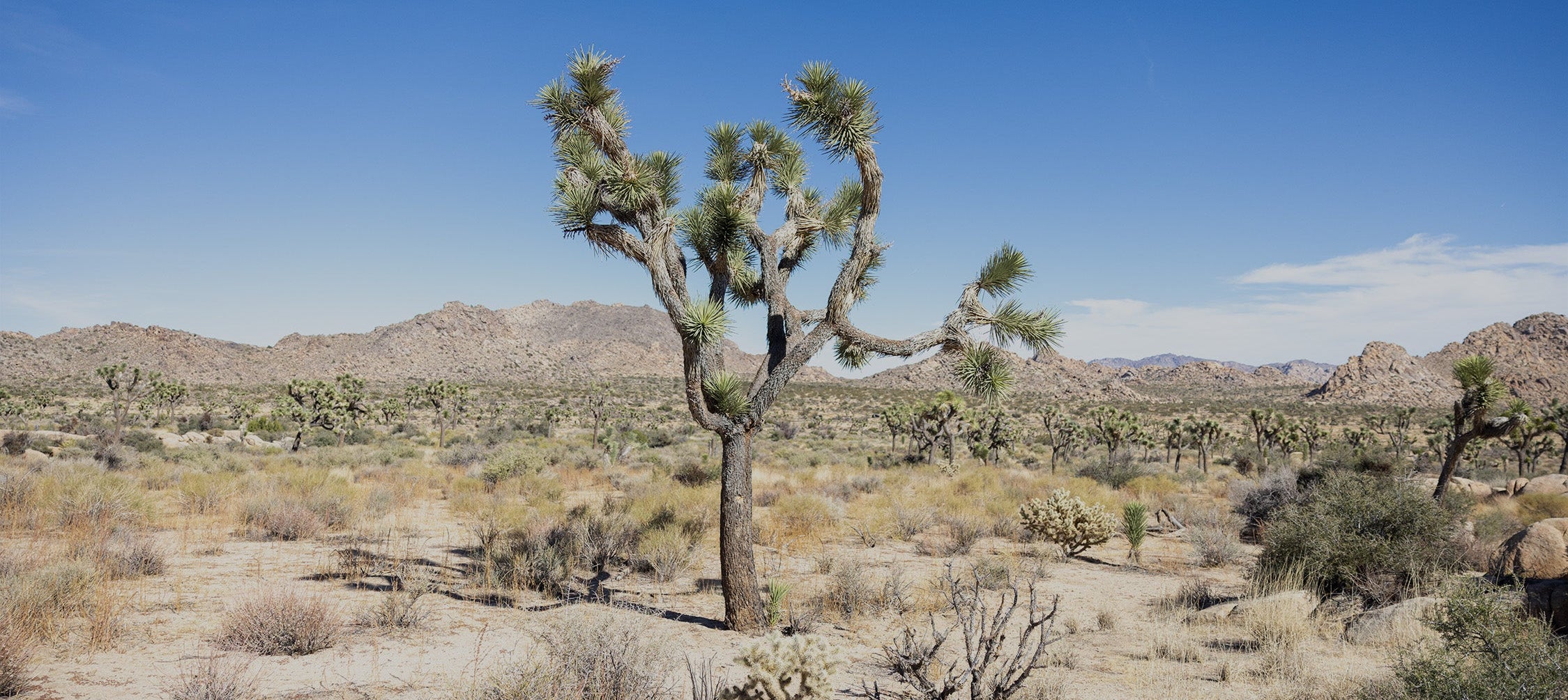 photography print prints poster posters wall art wallart gallery photo photos fine california camera artwork