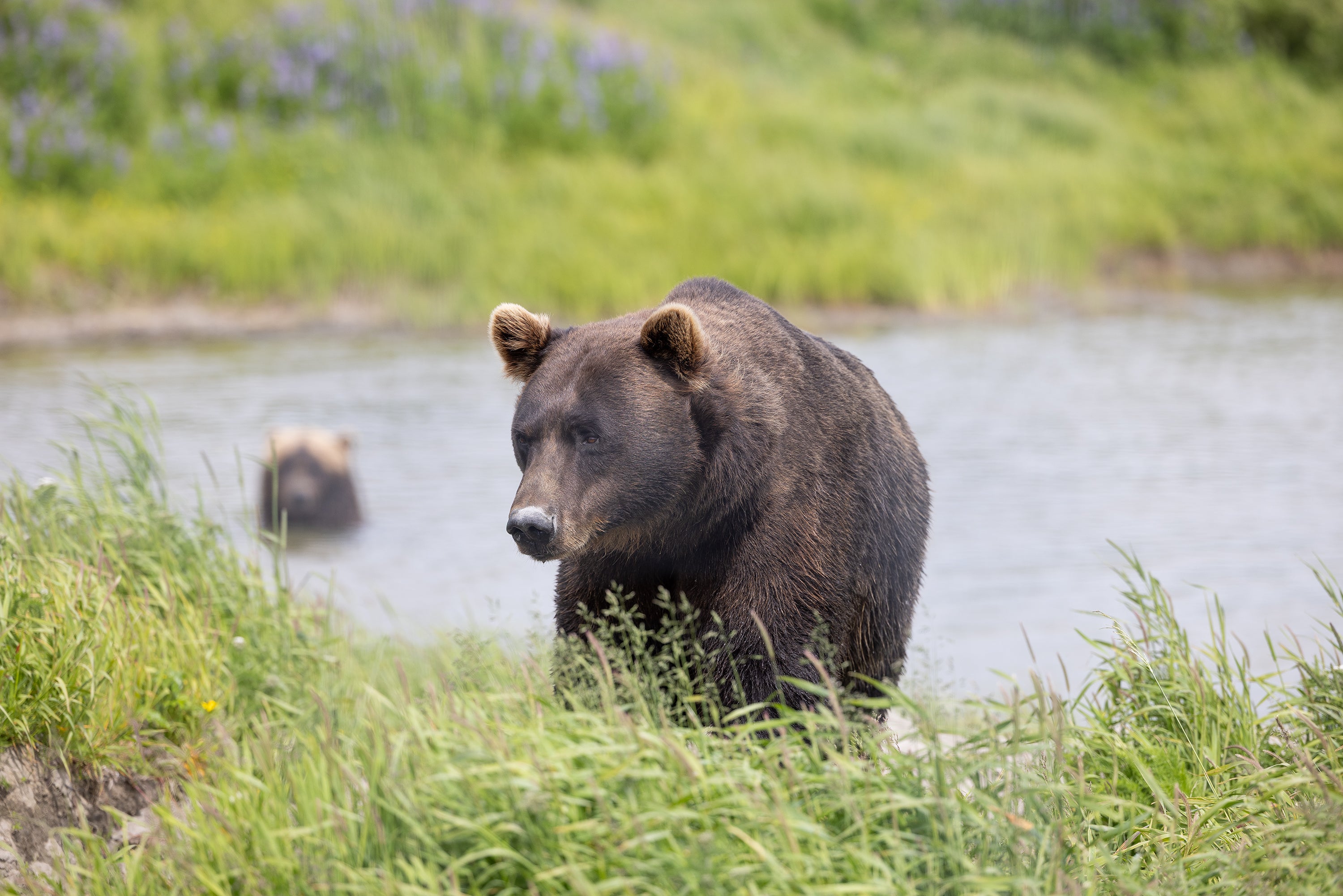 Grizzly Shore I