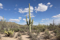 Saguaro II
