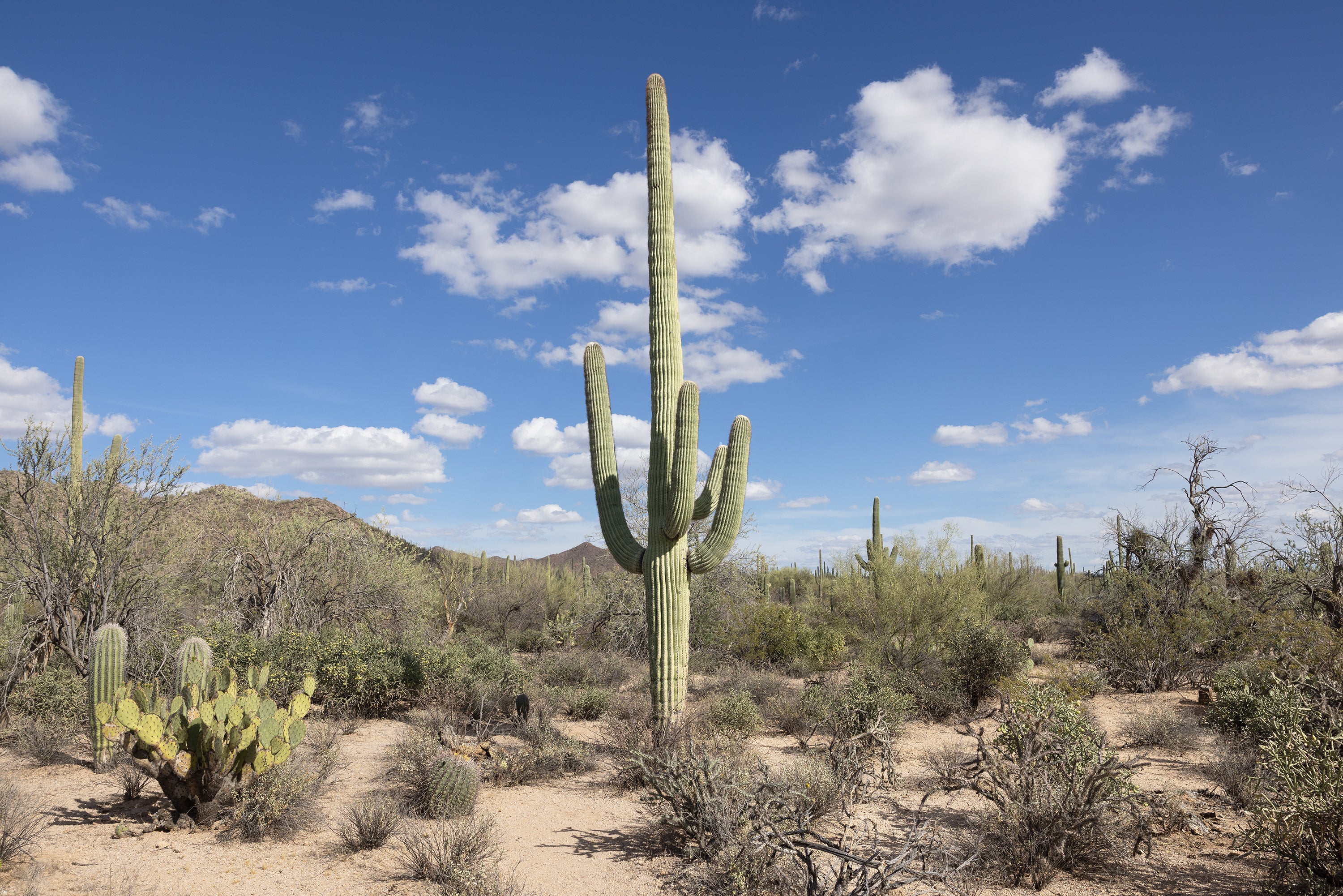 Saguaro II