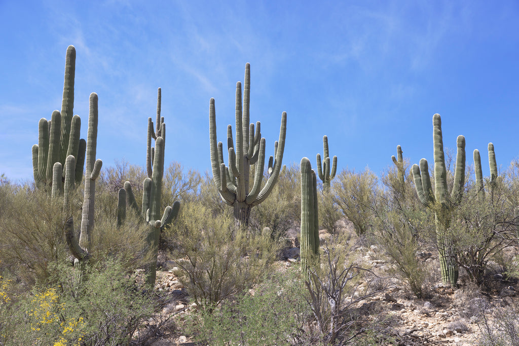 Saguaro I