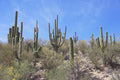 Saguaro I