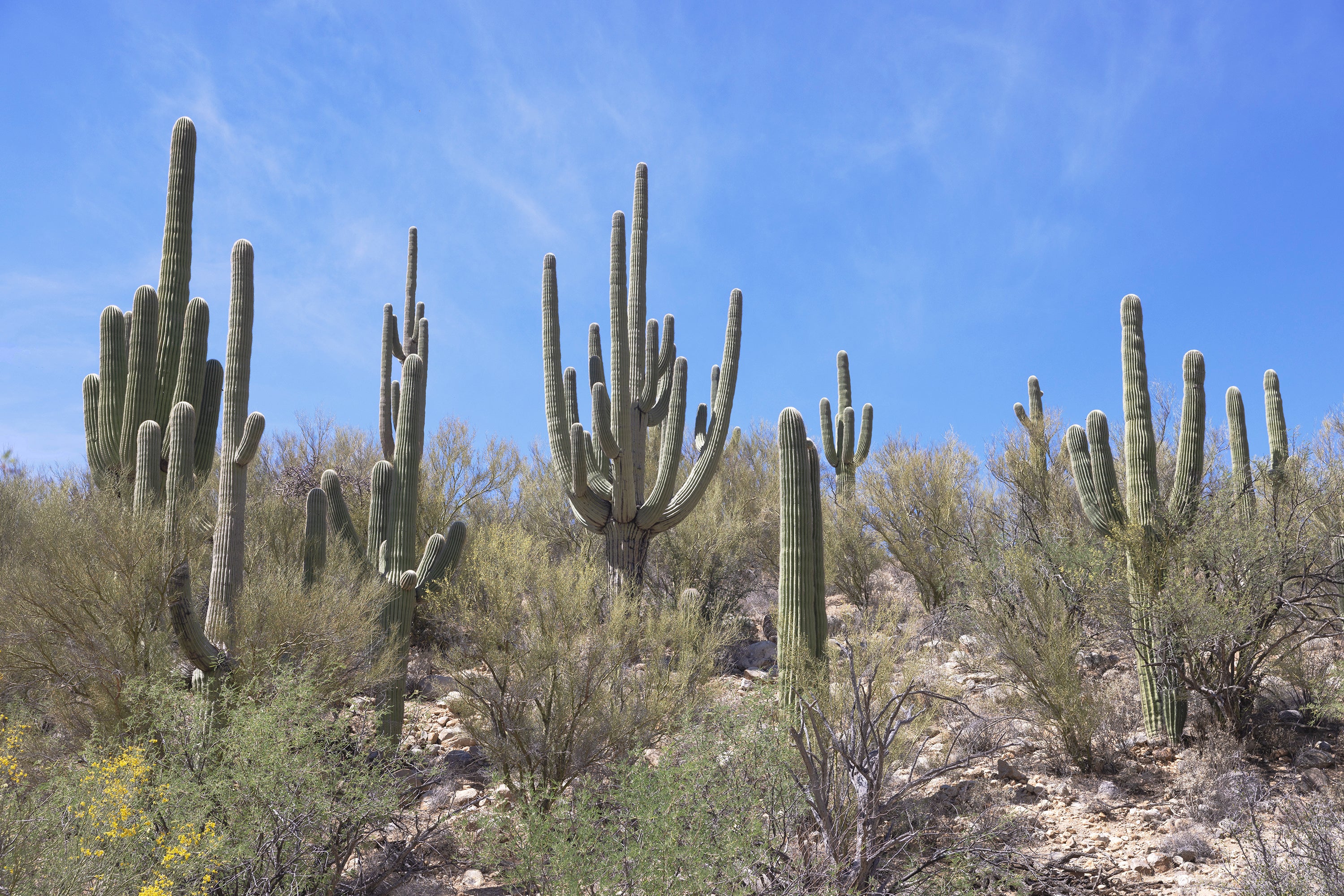 Saguaro I