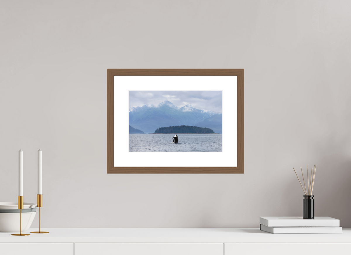 Breach fine art print of an orca breaching in Juneau, Alaska, 12 x 8 in, walnut wood frame with white mat